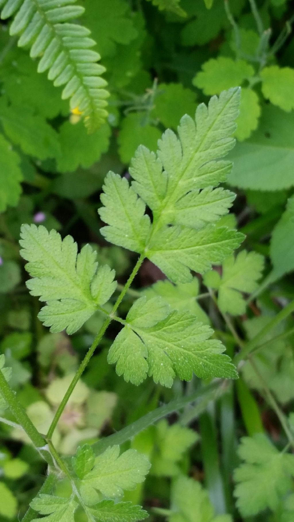 Chaerophyllum cfr. temulum